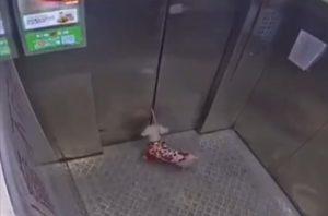 گیر کردن دلخراش یک سگ بین درهای آسانسور+ویدئو